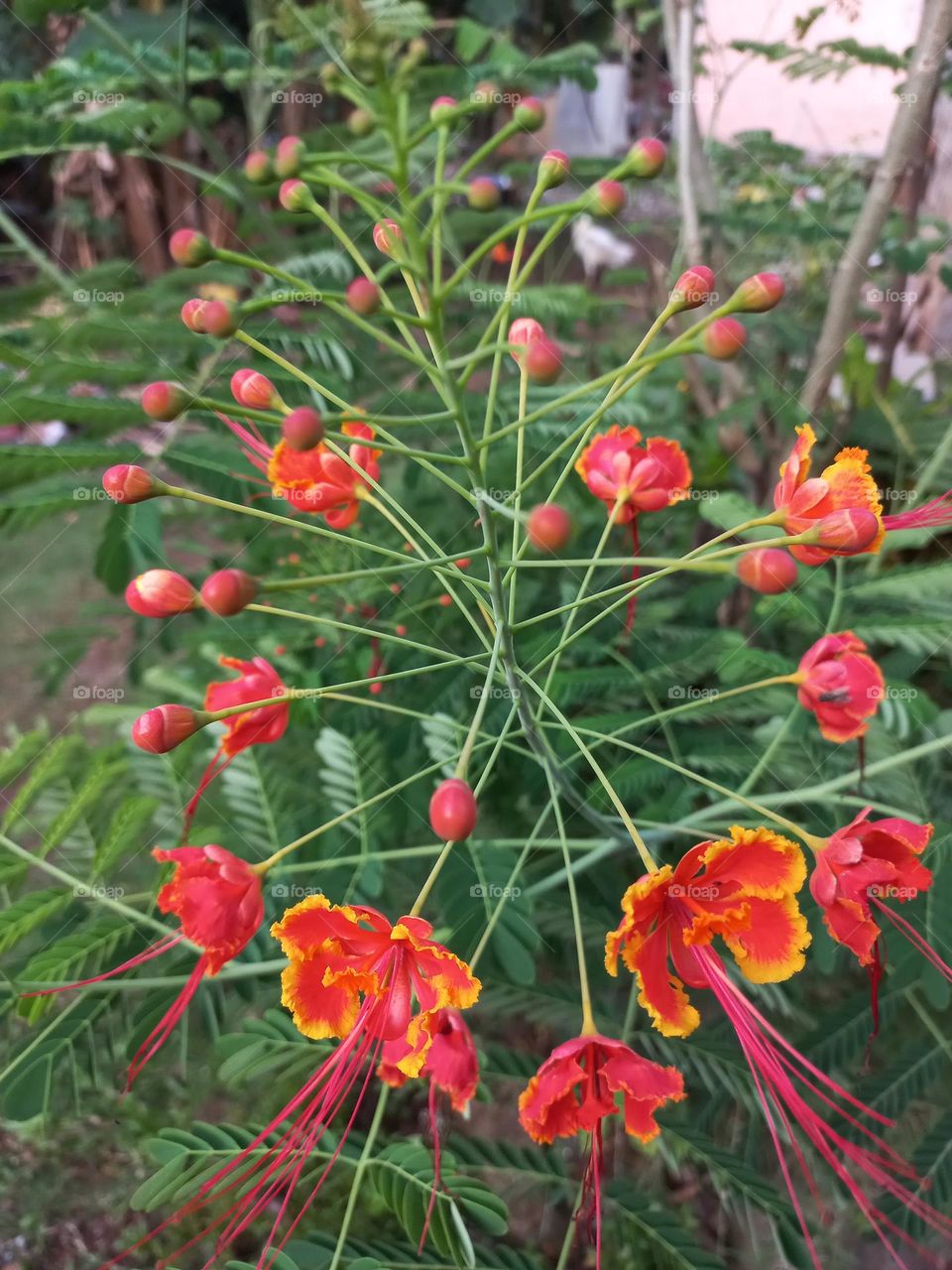 The beautiful Caesalpinia pulcherrima flower is in bloom