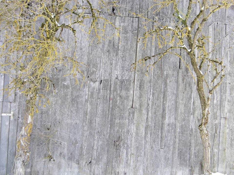 two tree and good background