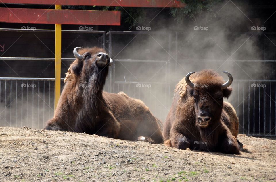 Bisons at the zoo