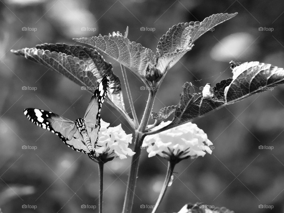 Nature, Leaf, Butterfly, No Person, Outdoors