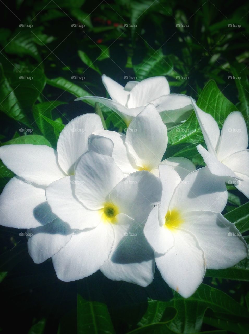 The bridal plumeria...