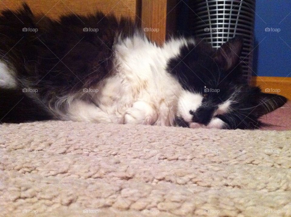 Sleepy munchkin, Oreo