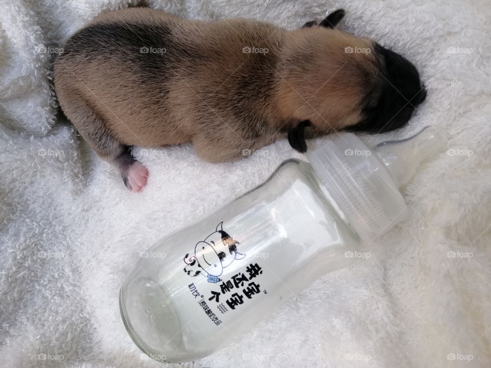 A 4-day old puppy and an 8 Oz feeding bottle. Feeding bottle was just used for photography purposes.
