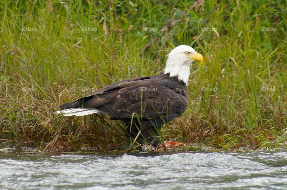 Eagle guarding his dinner on the Kenai