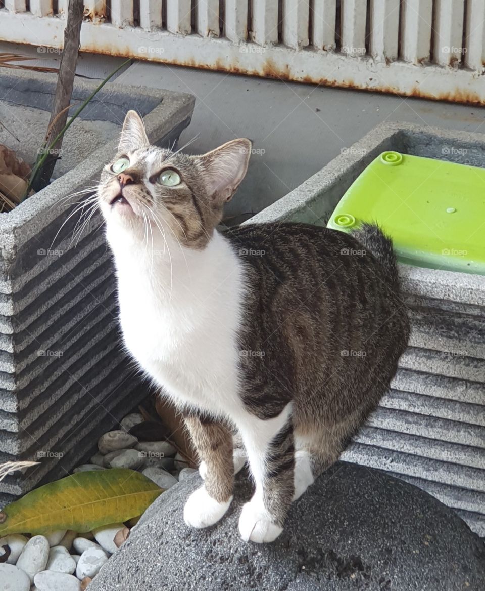 A cat is getting ready to jump up