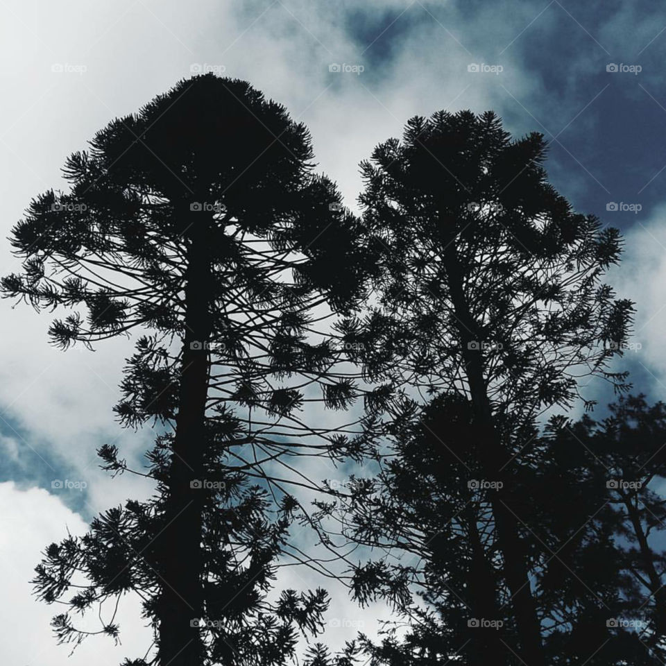 minimal, minimalist, simplicity, art, aesthetic, instagram, artwork, tumblr, lifestyle, nature, sky, skies, silhouette, trees, landscape, clouds, skyporn, earth, nature lover, world, love, beautiful, blue, blue sky, tall trees, green