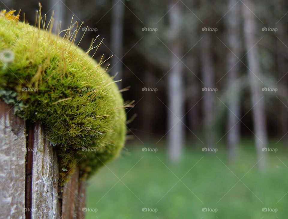 A old wooden fence post covered with a thick layer of moss and fungus shoots for a barrier between a farm and the forest in rural Western Oregon on a spring day. 