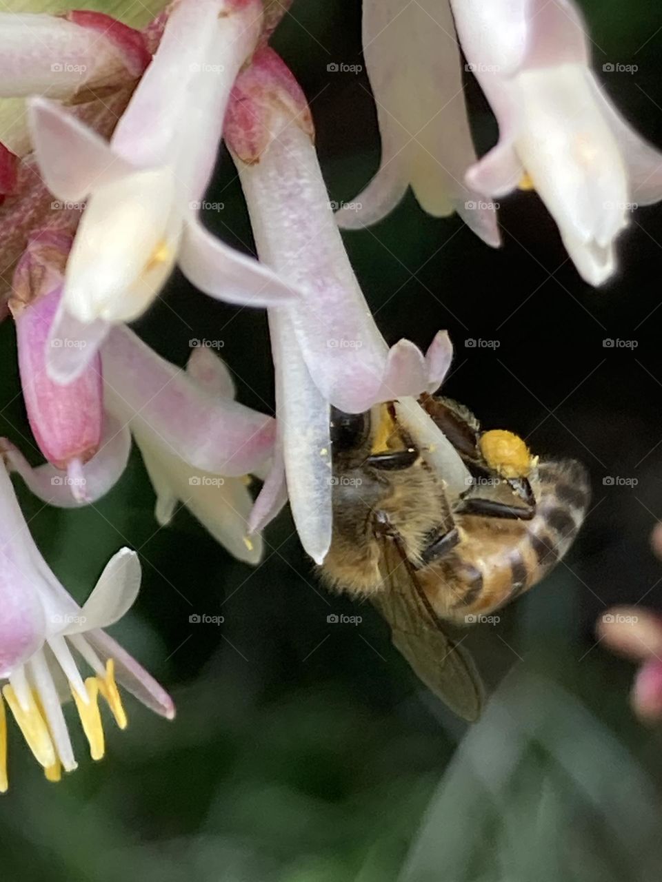 Abelha contorcida sugando o pólen de inflorescência branca. Flor com estames grandes. Fundo desfocado.