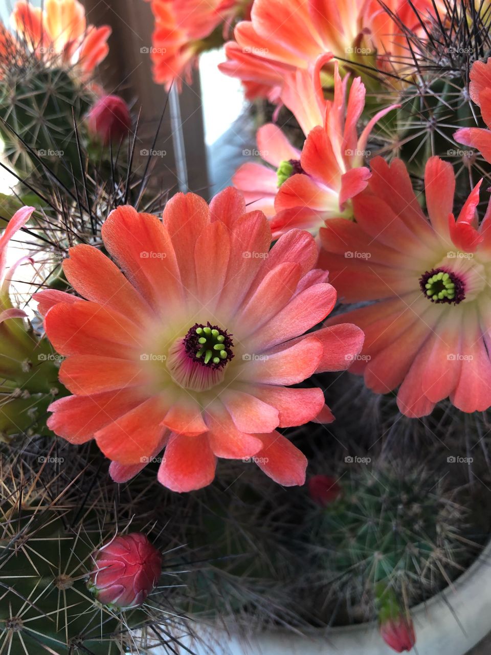 Cactus flower