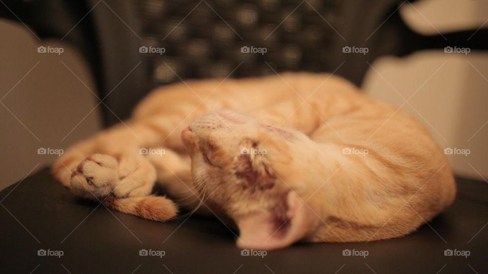 Sleeping cat 