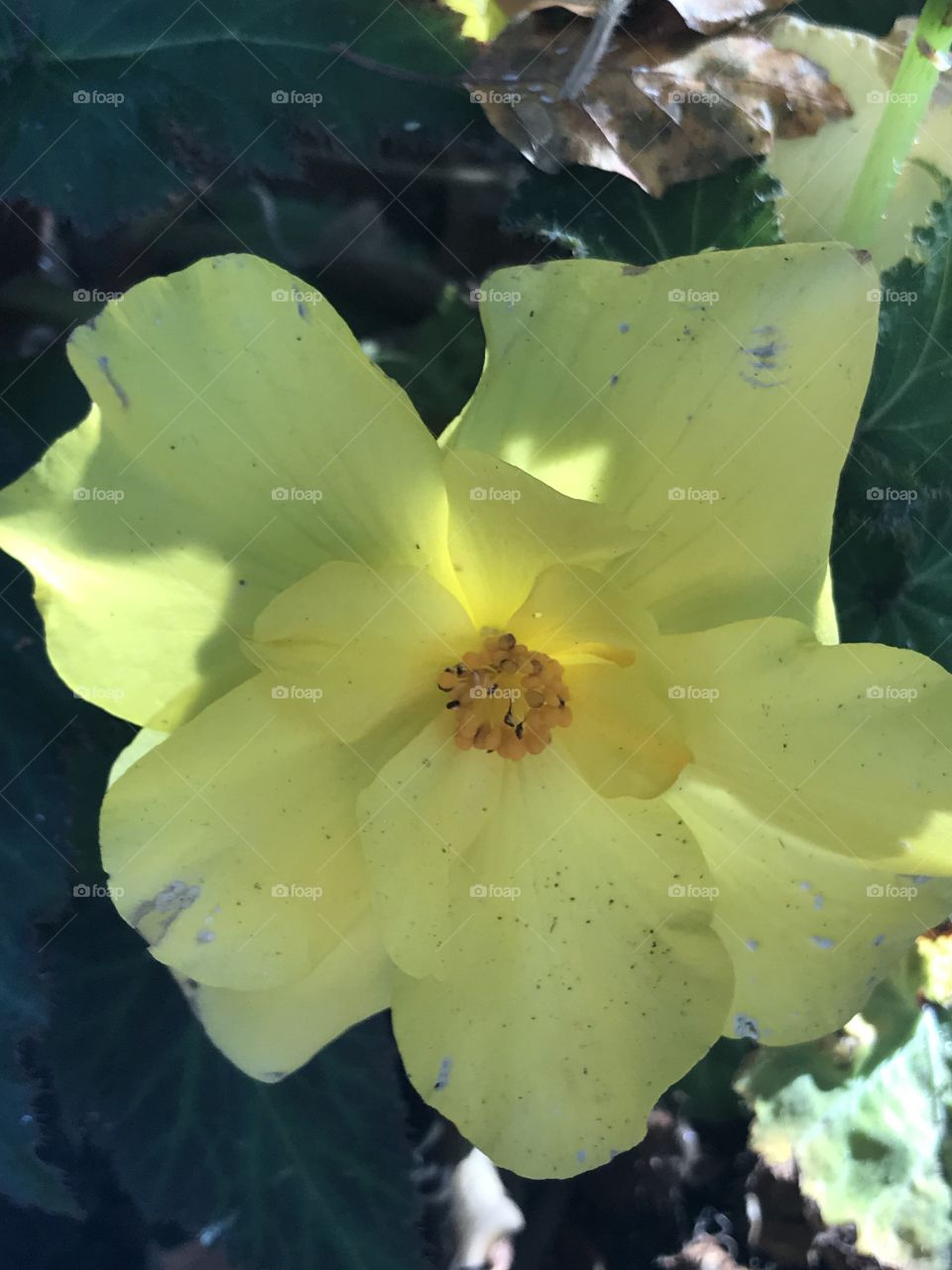 Yellow bloom