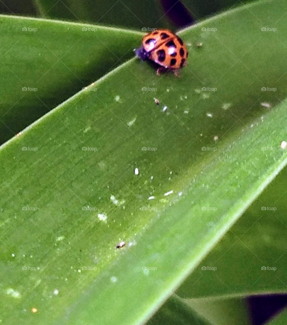 leaves and ladybug