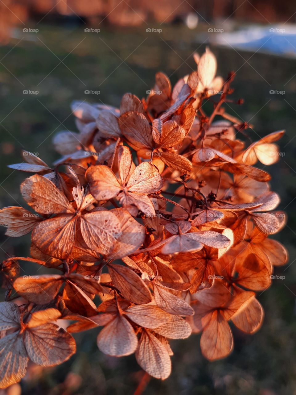 sunlit dry flowers of hydrangea  at golden hour