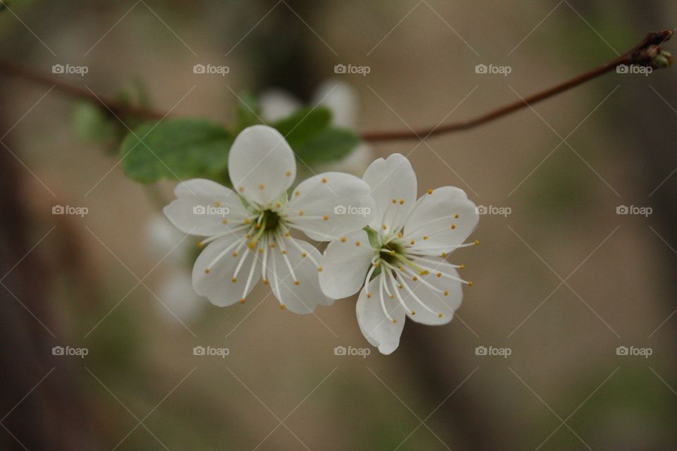 Lovely couple of blossoms!