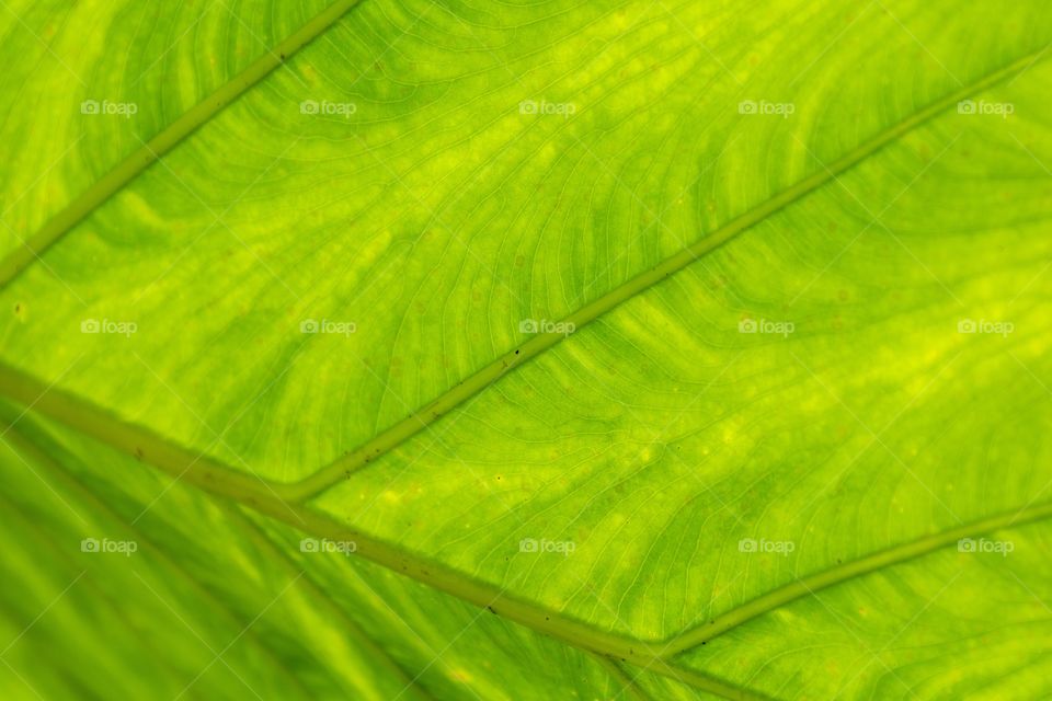 Horizontal photo of a bright green leaf that can be used as a background