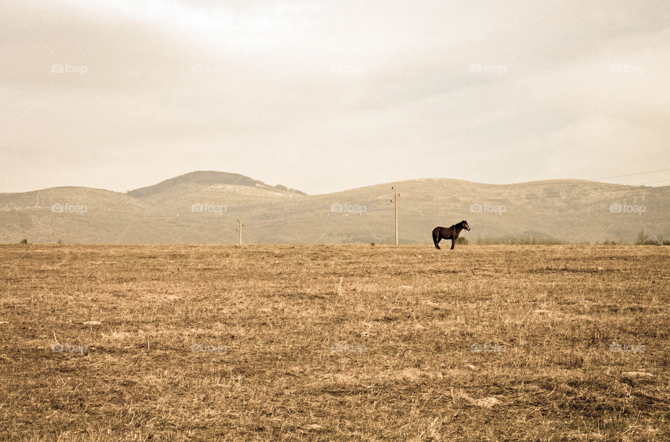 Autumn mood. A horse in a field of dry grass. Minimalism