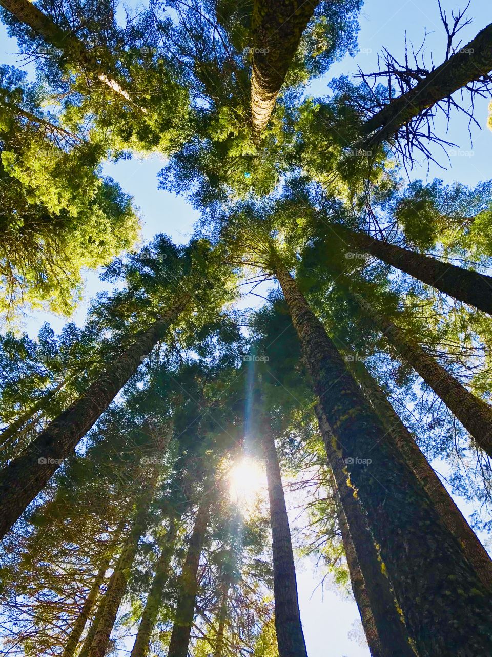 Sun Glimpse between pine trees