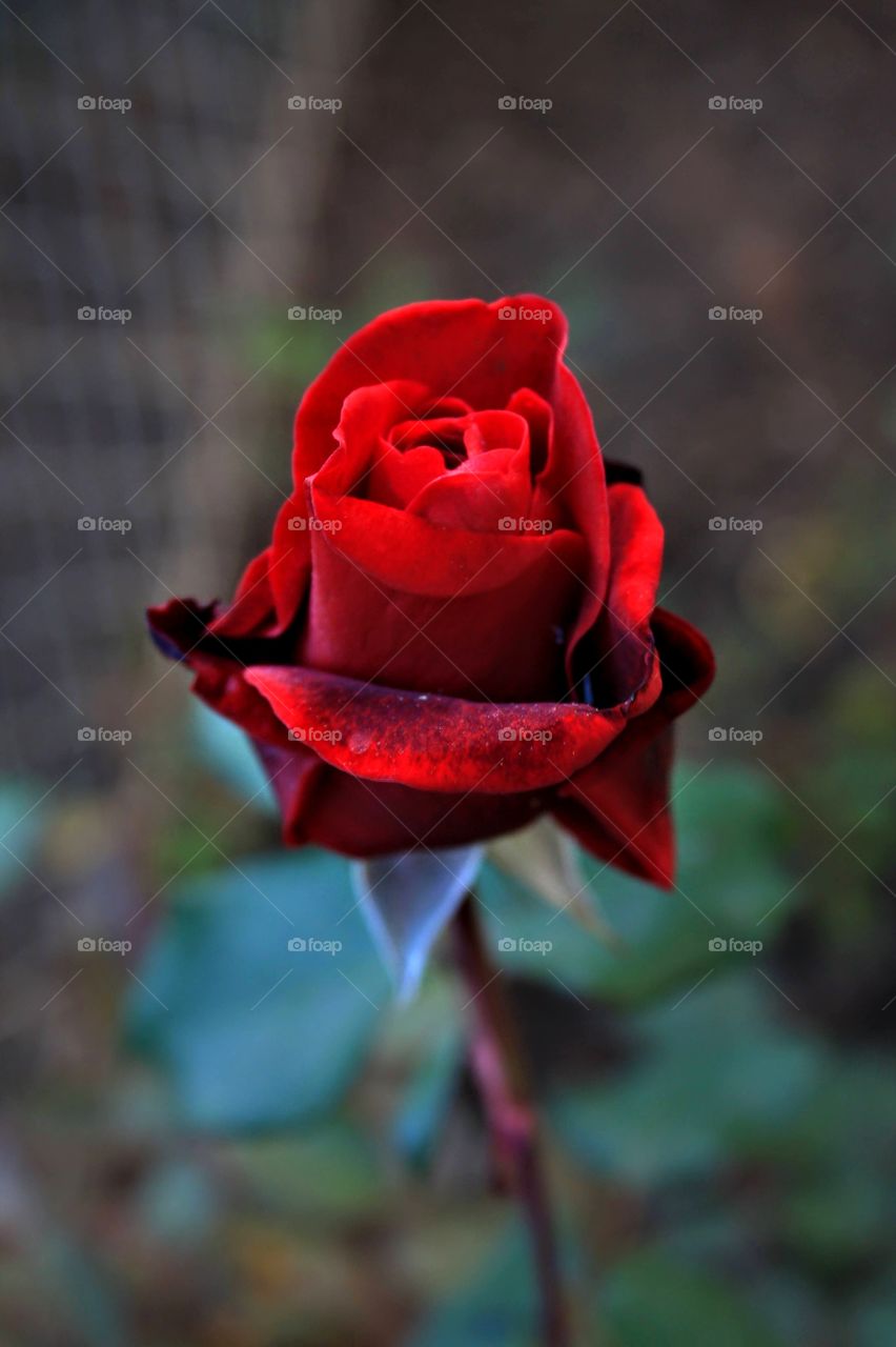 it's a beautiful morning.....