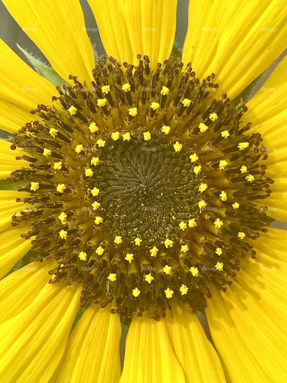 Sunflower Circles 