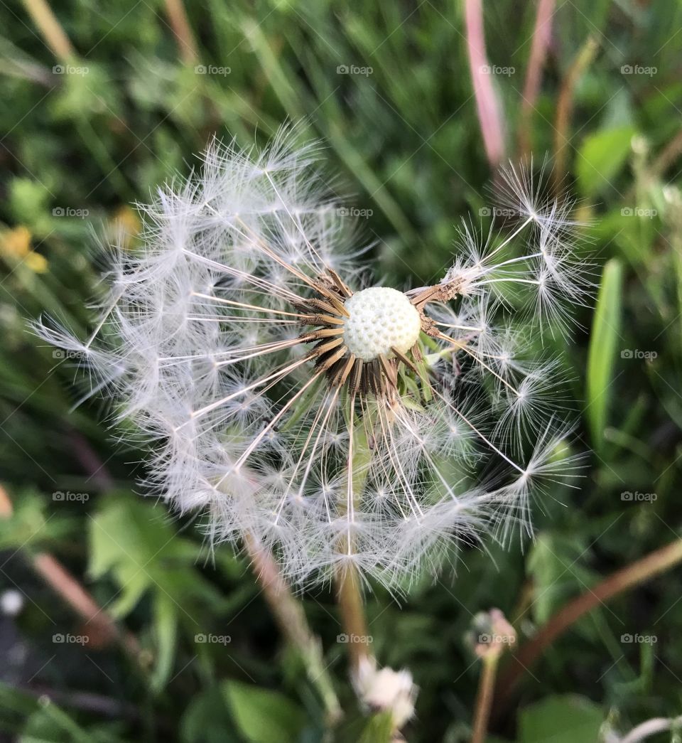 Dandelion 