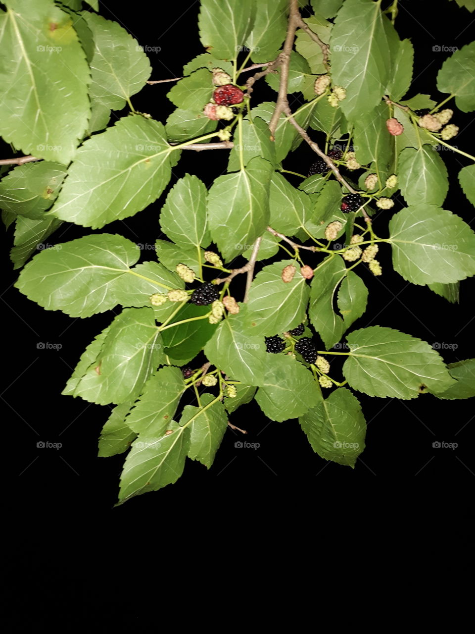 Juicy Mulberries