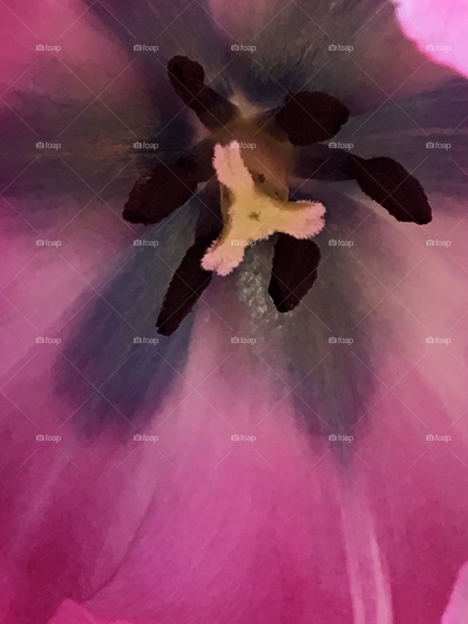 Up close and personal - tulip 