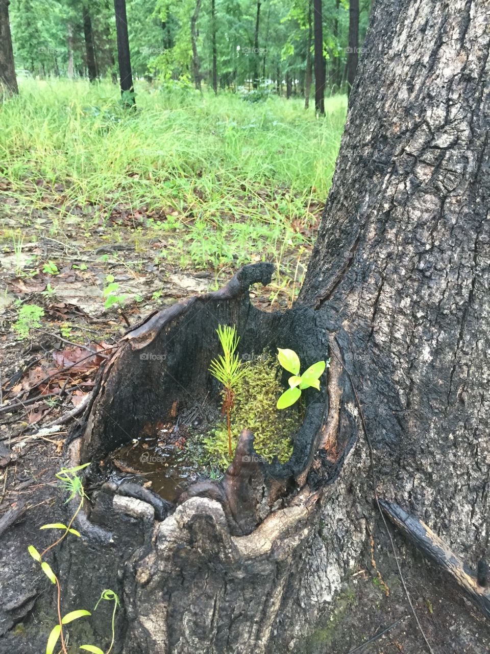 From death comes live