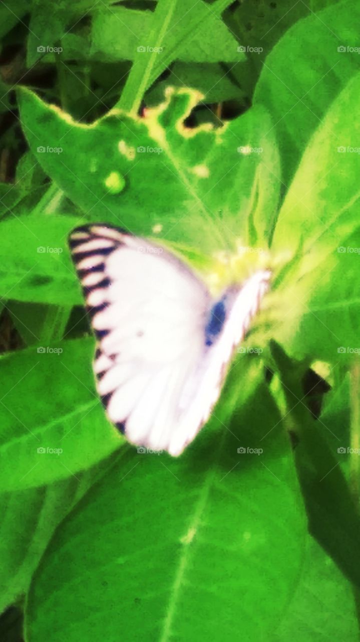 Cool butterfly
