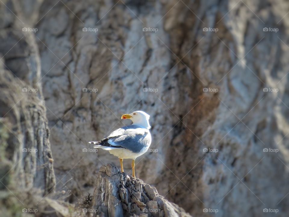 Italian seagull