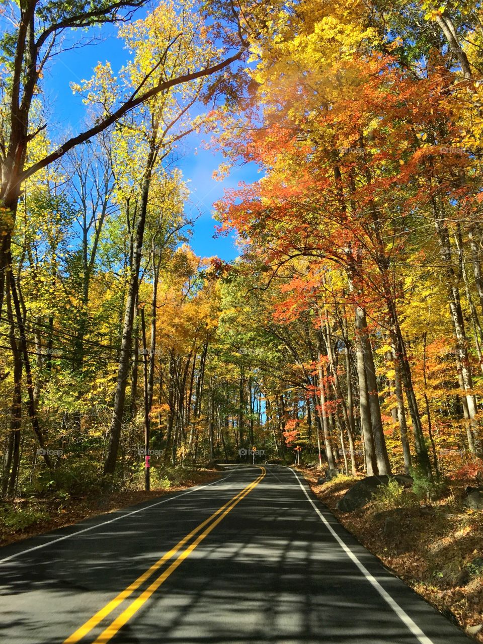 Autumn tree lined street