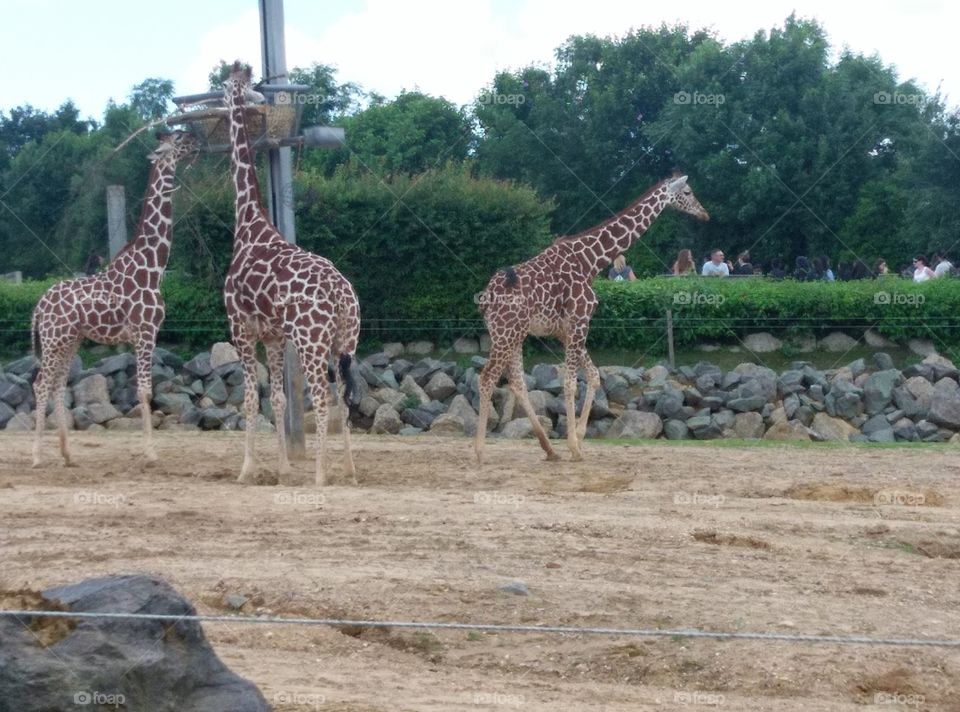 giraffes