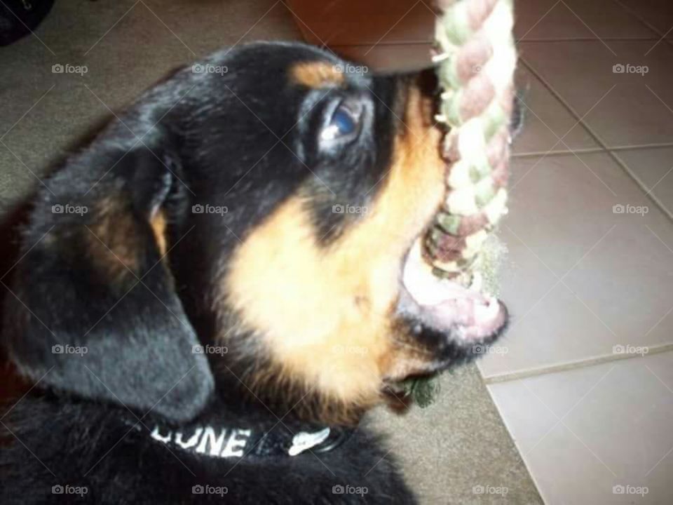 Baby Rottweiler