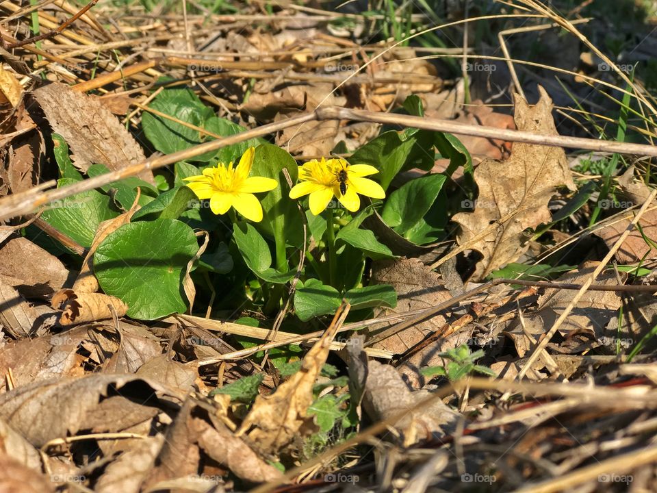 Spring flower 
