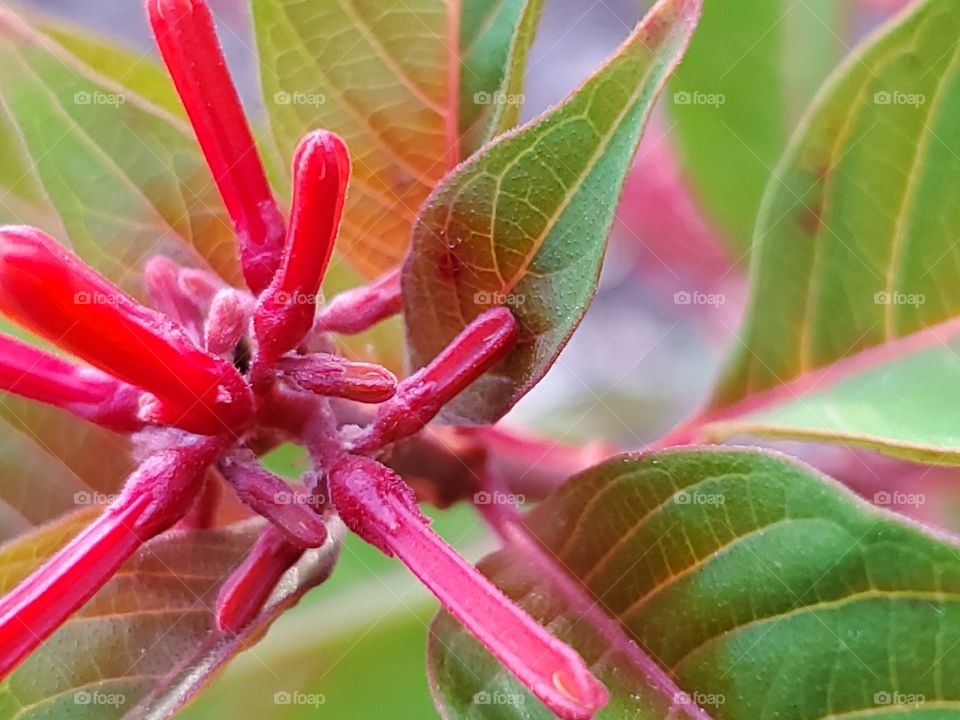 Close up of fire Bush