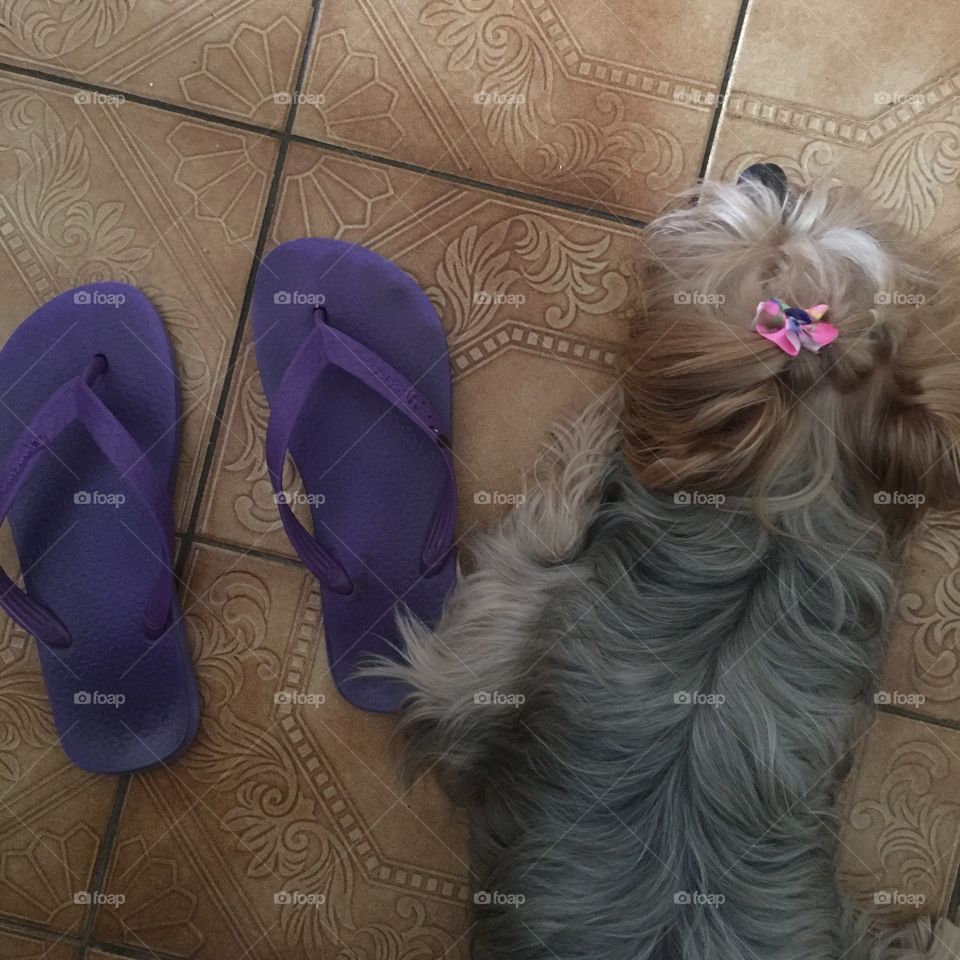 Dog and flip-flop 