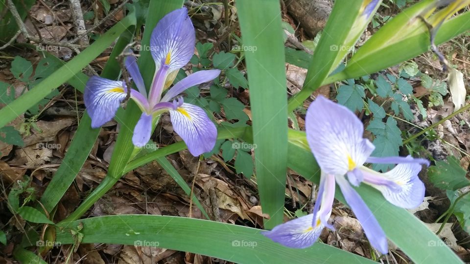 along the path, wild iris