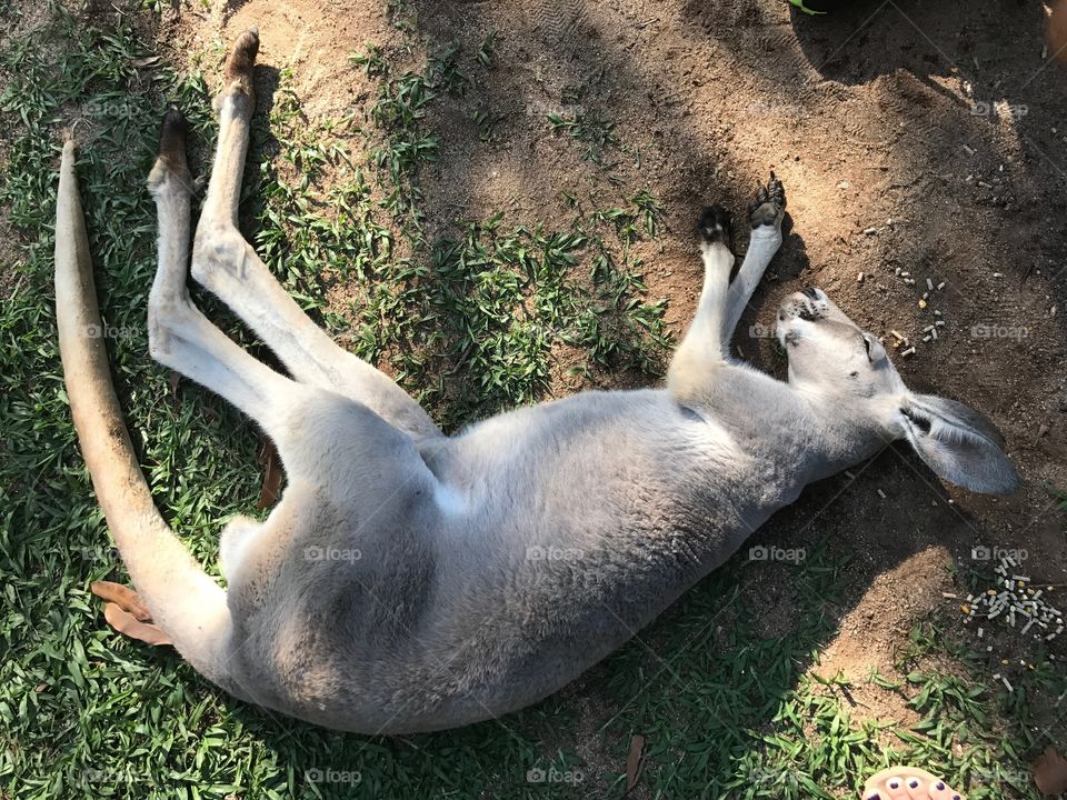 Sleeping kangaroo
