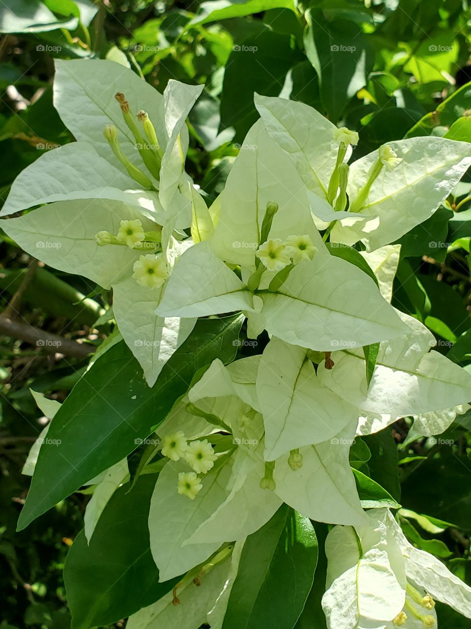 beautiful white trinitaria