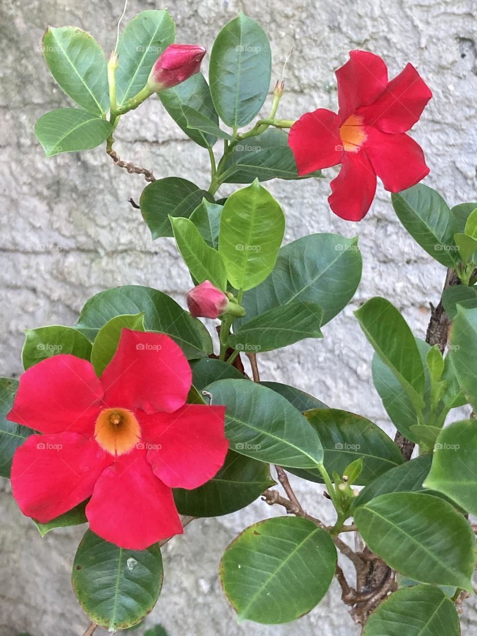 Flores e botões florais de alamanda vermelha. Flores e folhas da planta cipó próximo do muro cinza.