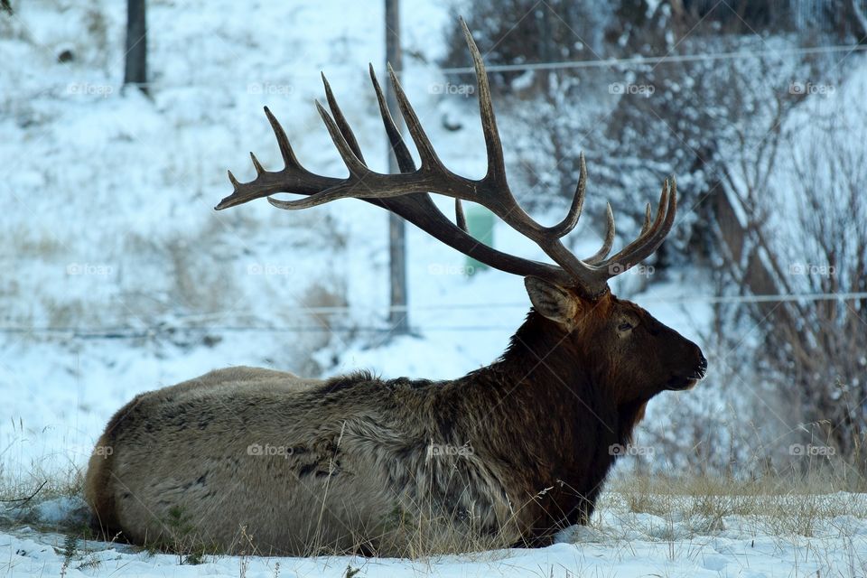 Wildlife of Canada