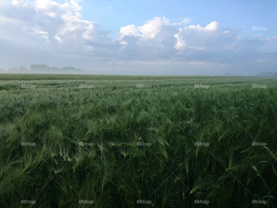 Foggy field