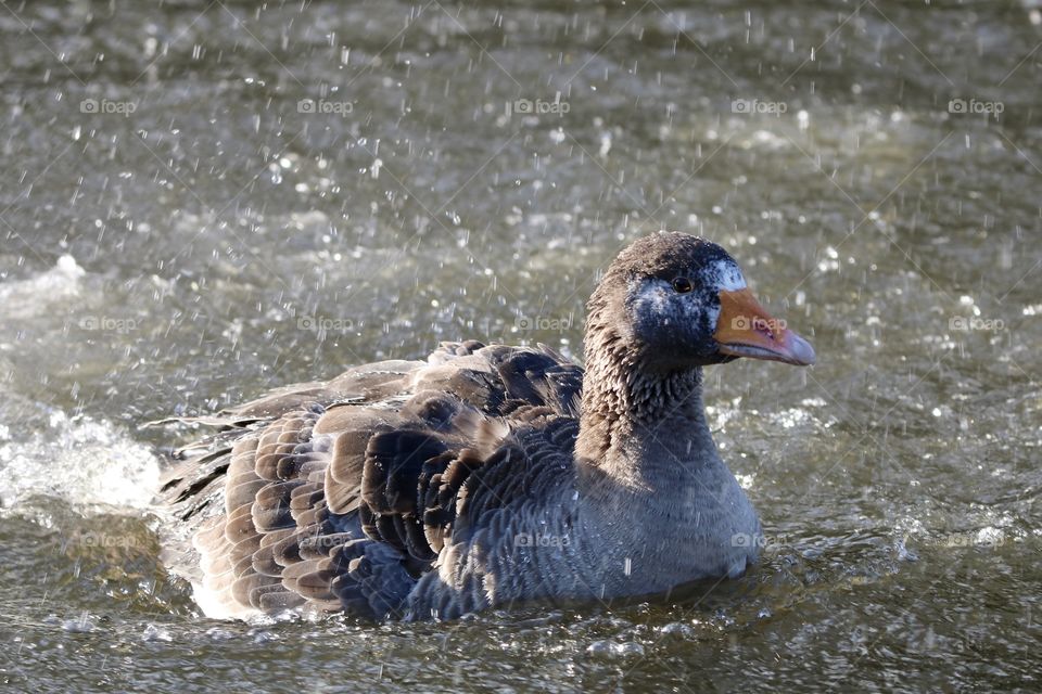 geese splashing in the water
