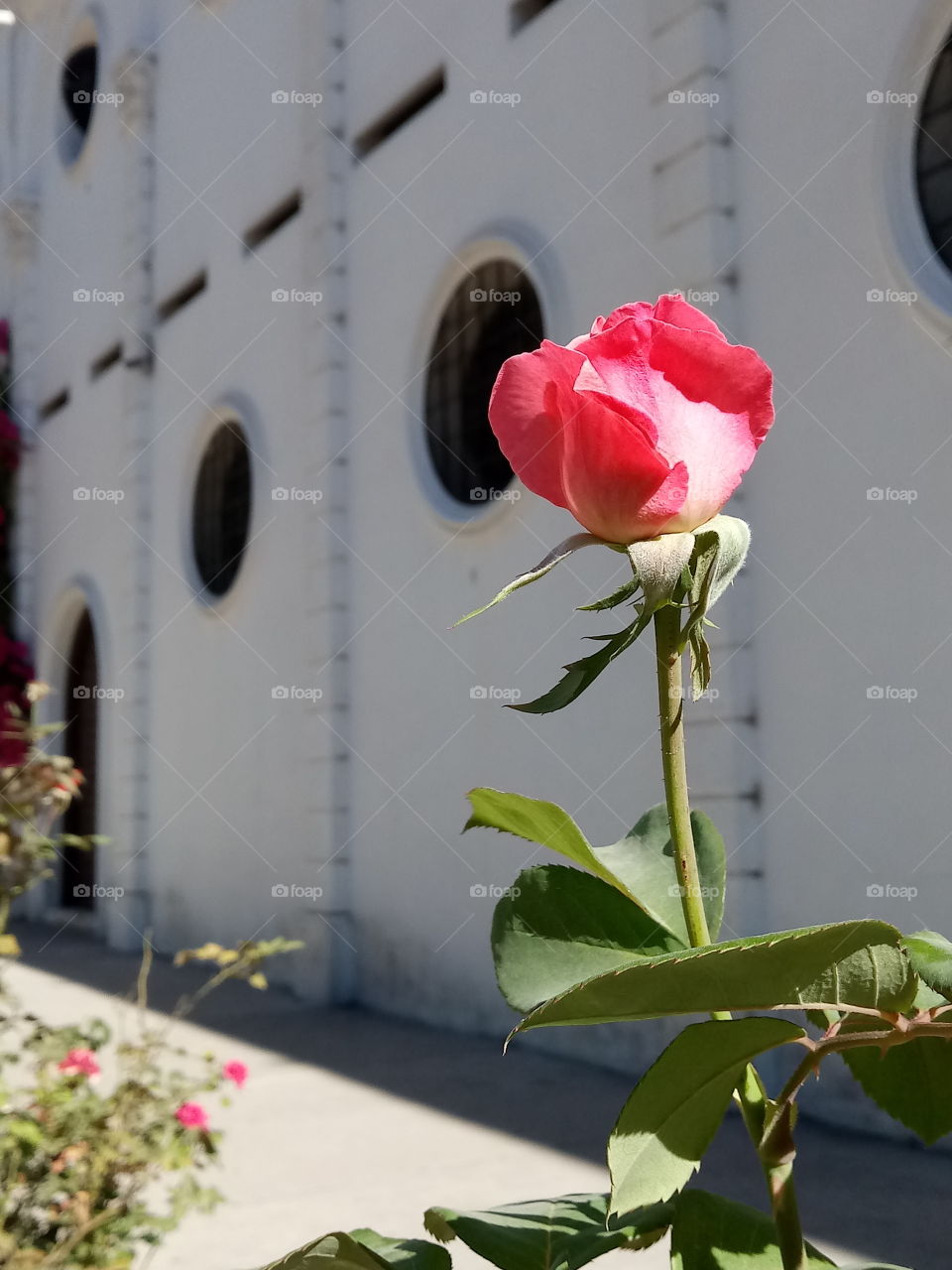 La iglesia y la rosa