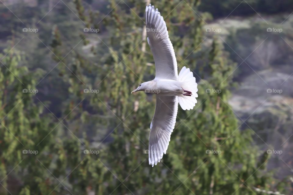 Seagull flying 