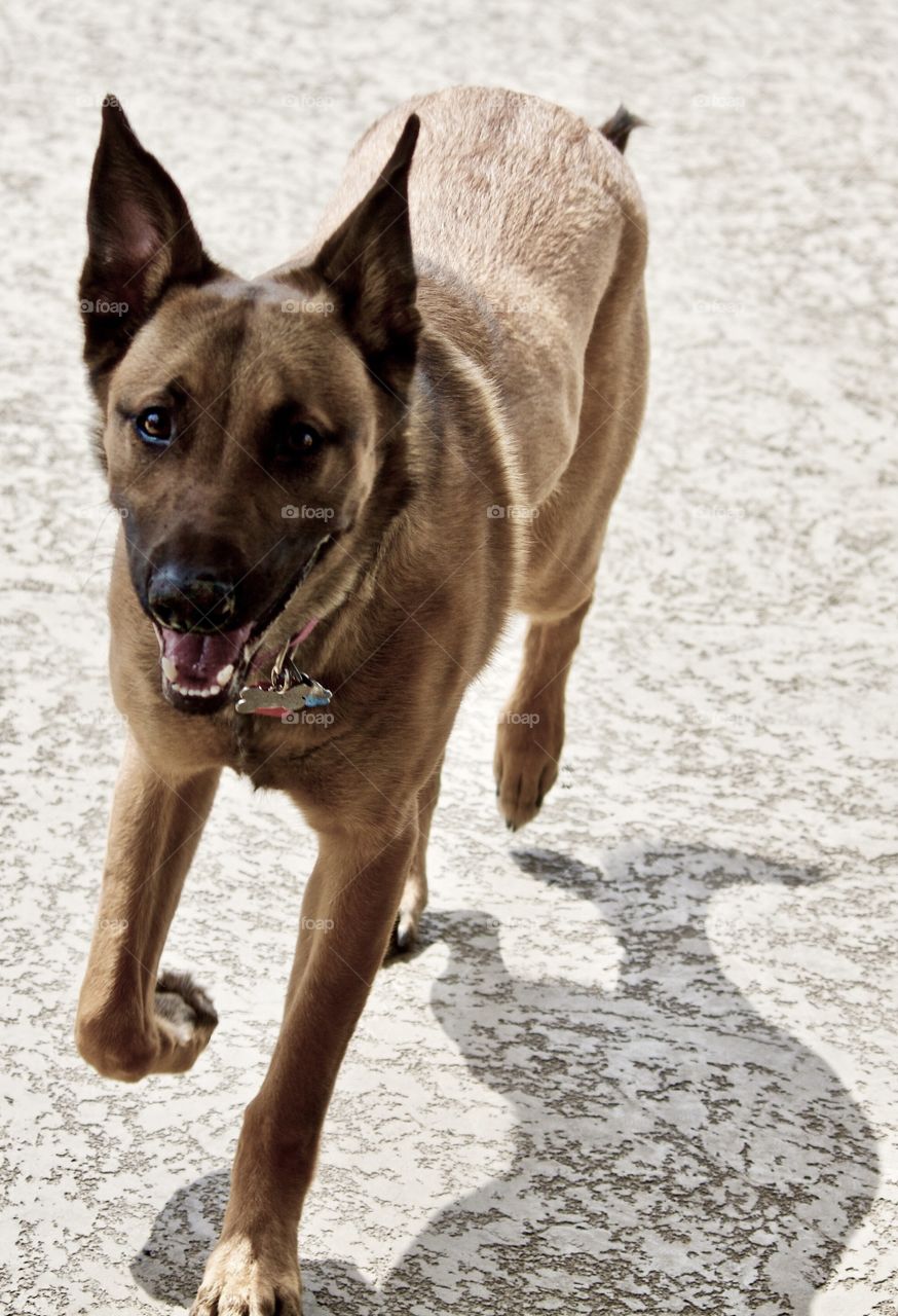 Bella the Belgian Malinois