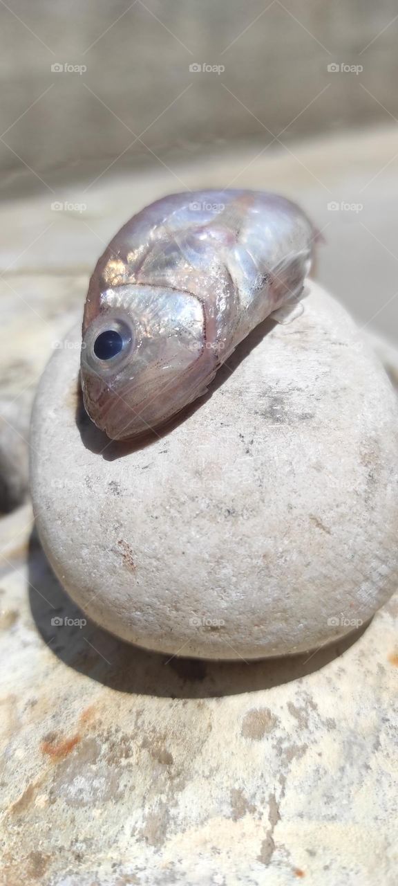 I photographed this fish on the rock in this position
