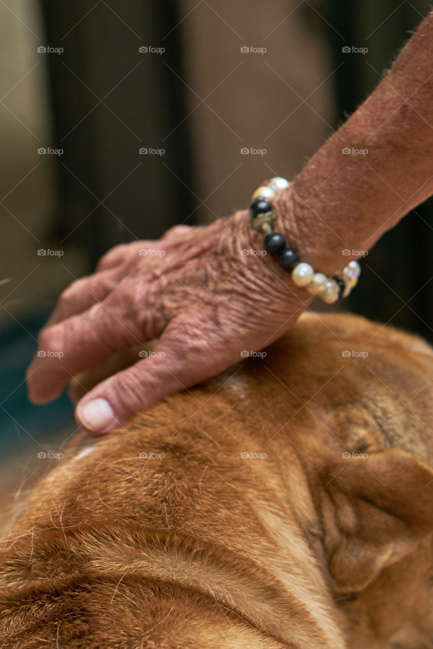 Elderly hand stroking a dog 