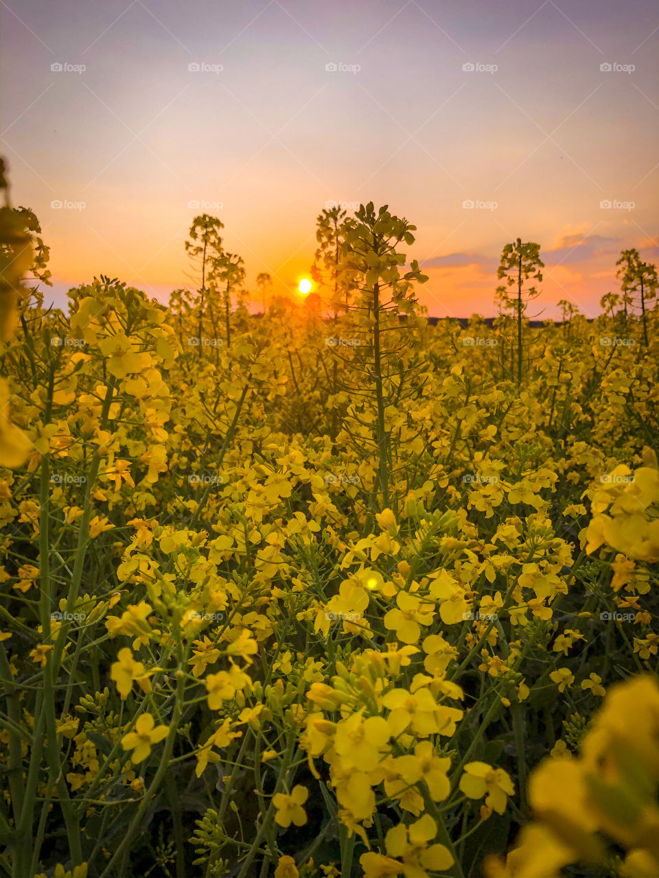 Rape Field at Sunset 