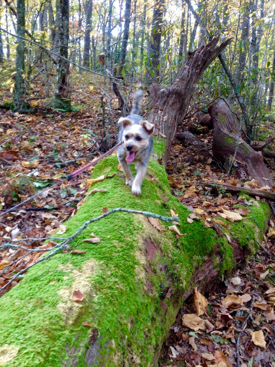 Fall hike with my pup