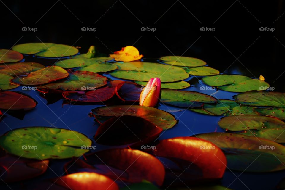 Water lily and lily pads 